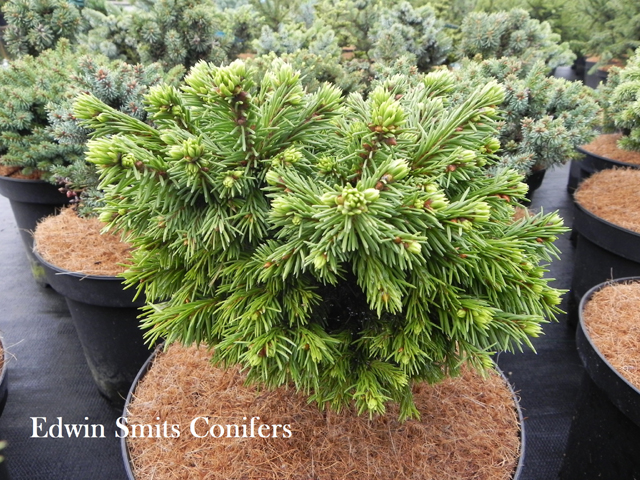 Picea abies 'Kreuzburg'